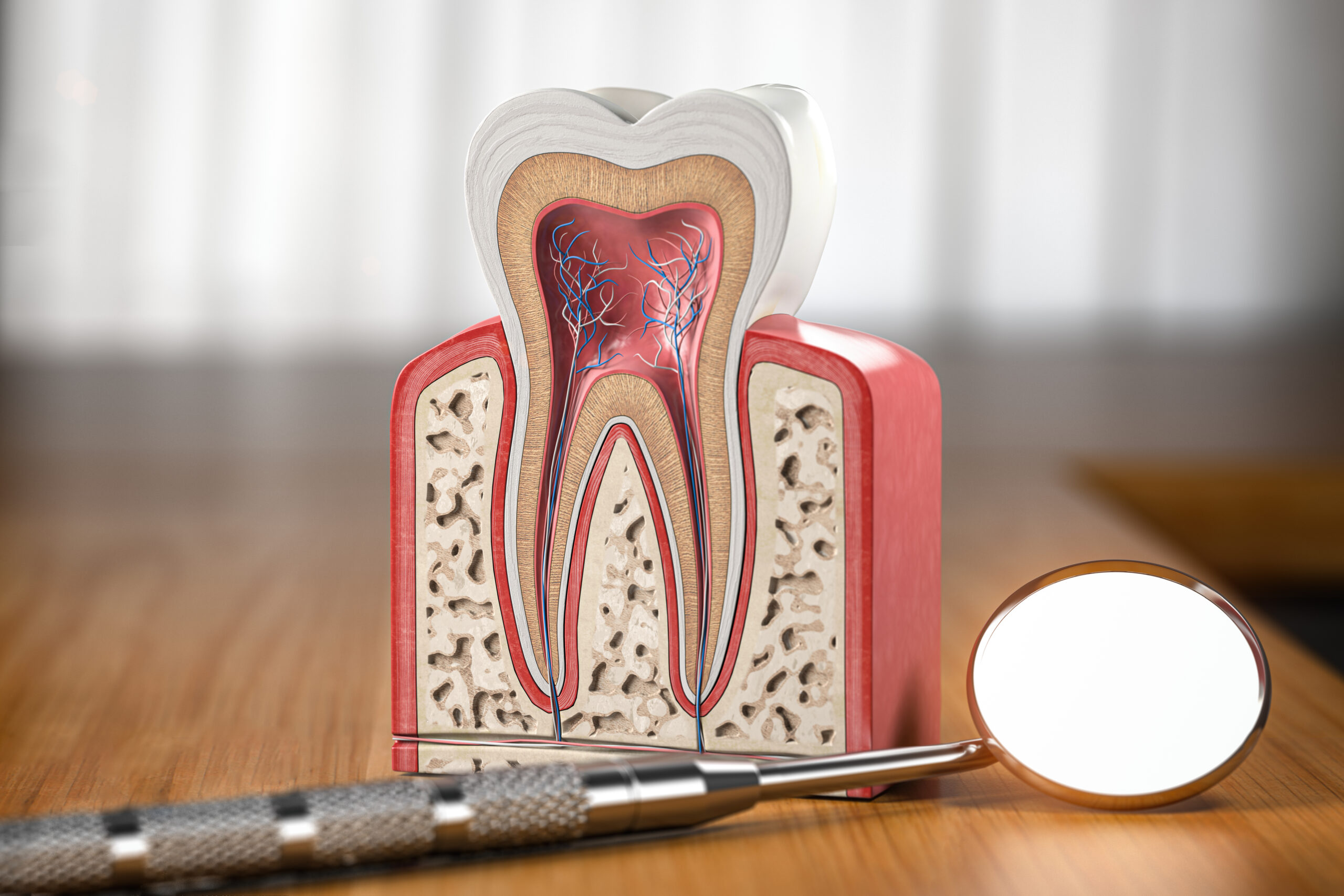 Tooth model cross section with dental mirror tool on wooden table. Close up. Tooth extraction concept. 3d illustration